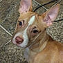 Moose is registered to the contest to win money with this photo: dog, tan, white, ears, pet, animal, floor, tile, curious, looking_up, indoors, closeup, canine, young_dog, muzzle, fur, companion, alert, portrait, cute
