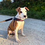 Tyron a rejoint le concours — aidez-le/la à gagner de superbes lots ! dog, puppy, leash, harness, outdoor, path, gravel, nature, greenery, sunlight, pet, animal, sitting, ears, brown, white, cute, young, canine, portrait