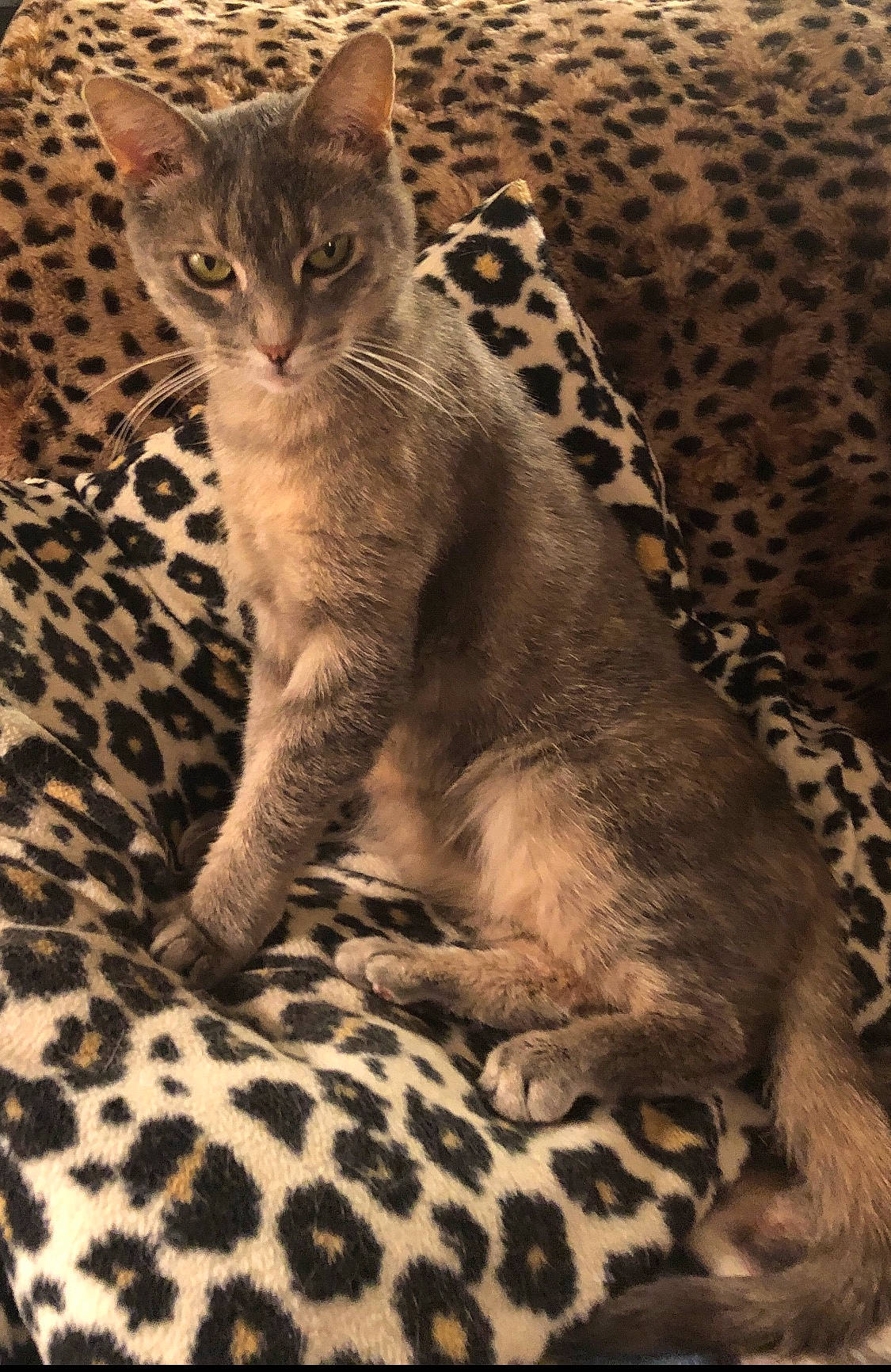 Pumpkin is registered to the contest to win money with this photo: carnivore, cat, claw, comfort, domestic_short_haired_cat, felidae, fur, paw, small_to_medium_sized_cats, tail, terrestrial_animal, whiskers, wildlife