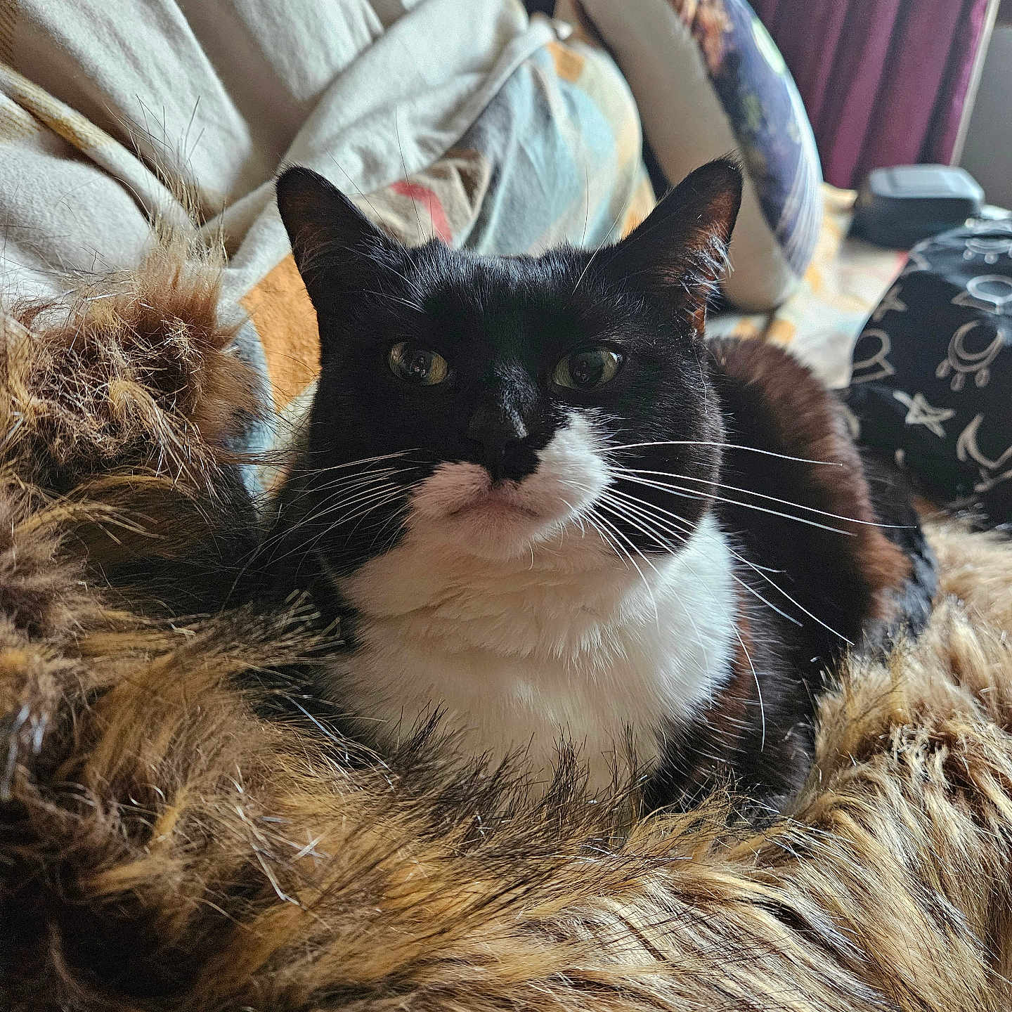 Fruit Loop is registered to the contest to win money with this photo: animal, architecture, bed, bedroom, blanket, building, cat, couch, cushion, furniture, homedecor, indoors, kitten, livingroom, manx, person, pet, photography, room, sleeping