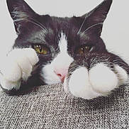 Boots is registered to the contest to win money with this photo: cat, black_and_white, close_up, paws, curious, pet, animal, feline, whiskers, indoor, texture, soft_paws, nose, eyes, ears, resting, cute, furry, face, domestic_cat
