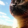 cat, close_up, whiskers, window, sky, clouds, sunlight, animal, pet, curious, feline, outdoor_view, face, fur, nature, daylight, looking, mammal, portrait, domestic_animal