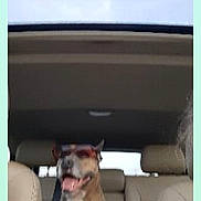 Sophie is registered to the contest to win money with this photo: animal, backseat, brown, canine, car, casual, companion, dog, happy, inside, leather_seat, pet, road_trip, seatbelt, smiling, sunglasses, sunlight, transportation, vehicle, white