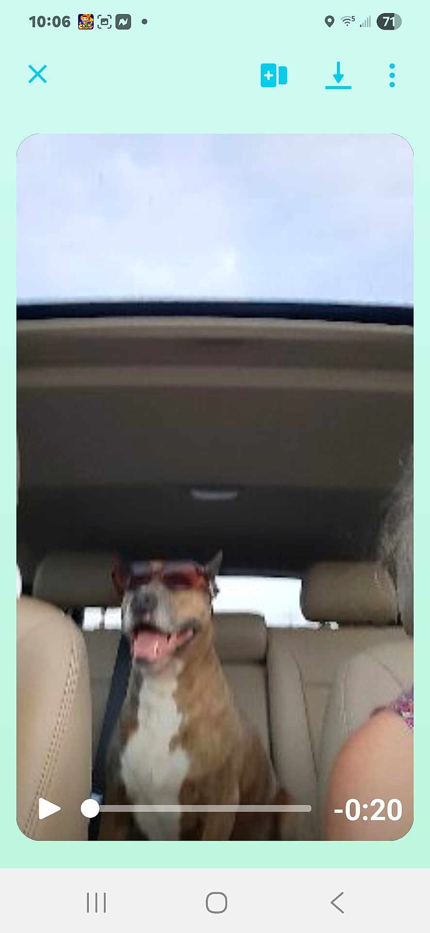 Sophie is registered to the contest to win money with this photo: animal, backseat, brown, canine, car, casual, companion, dog, happy, inside, leather_seat, pet, road_trip, seatbelt, smiling, sunglasses, sunlight, transportation, vehicle, white