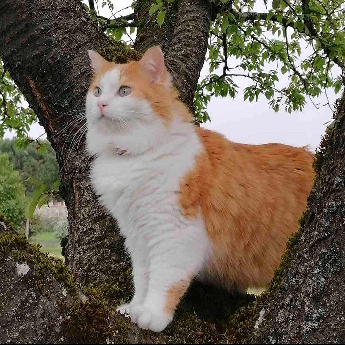 Maya a rejoint le concours — aidez-le/la à gagner de superbes lots ! animal, branches, cat, close_up, curious, daylight, feline, fluffy_cat, fur, green_leaves, moss, nature, orange_and_white_cat, outdoor, peaceful, perched, pet, tree, whiskers, wildlife