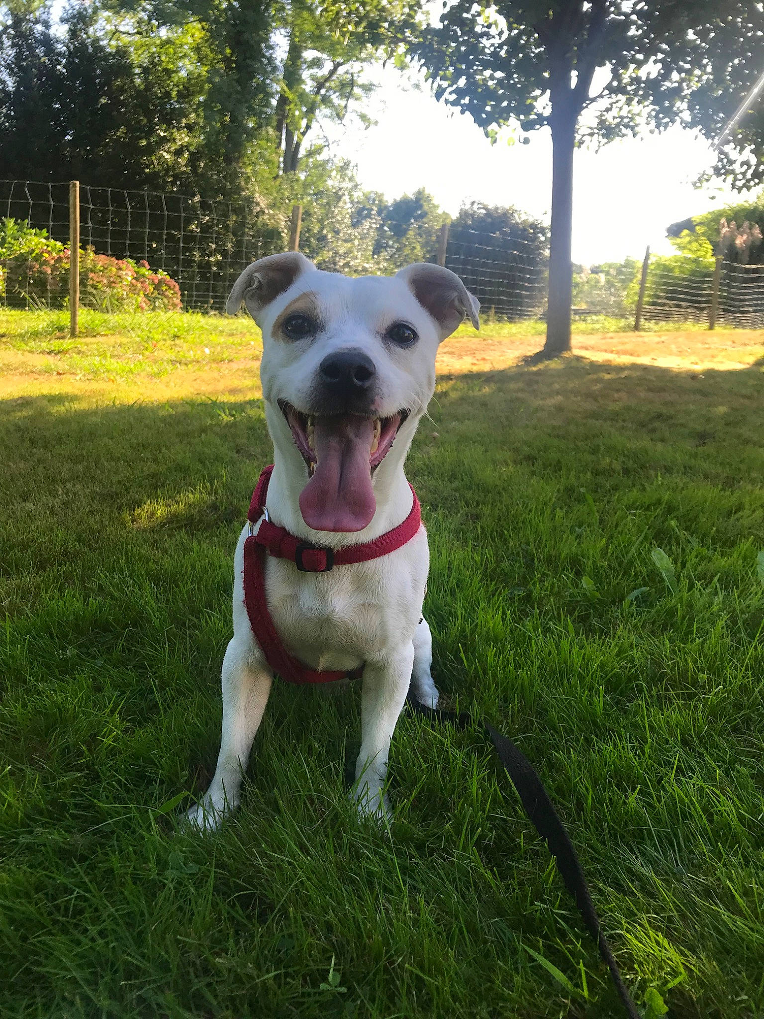 Mougly a rejoint le concours — aidez-le/la à gagner de superbes lots ! adventure, american_bulldog, american_pit_bull_terrier, american_staffordshire_terrier, canidae, carnivore, catahoula_bulldog, companion_dog, dog, dog_breed, fawn, grass, mammal, non_sporting_group, pit_bull, plant, snout, sporting_group, staffordshire_bull_terrier, vertebrate