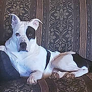 Rocket is registered to the contest to win money with this photo: dog, white_dog, black_spots, sitting, lying_down, portrait, pet, animal, indoors, armchair, furniture, ornate, patterned, upholstery, living_room, relaxed, alert, front_facing, short_hair, cute