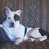 dog, white_dog, black_spots, sitting, lying_down, portrait, pet, animal, indoors, armchair, furniture, ornate, patterned, upholstery, living_room, relaxed, alert, front_facing, short_hair, cute
