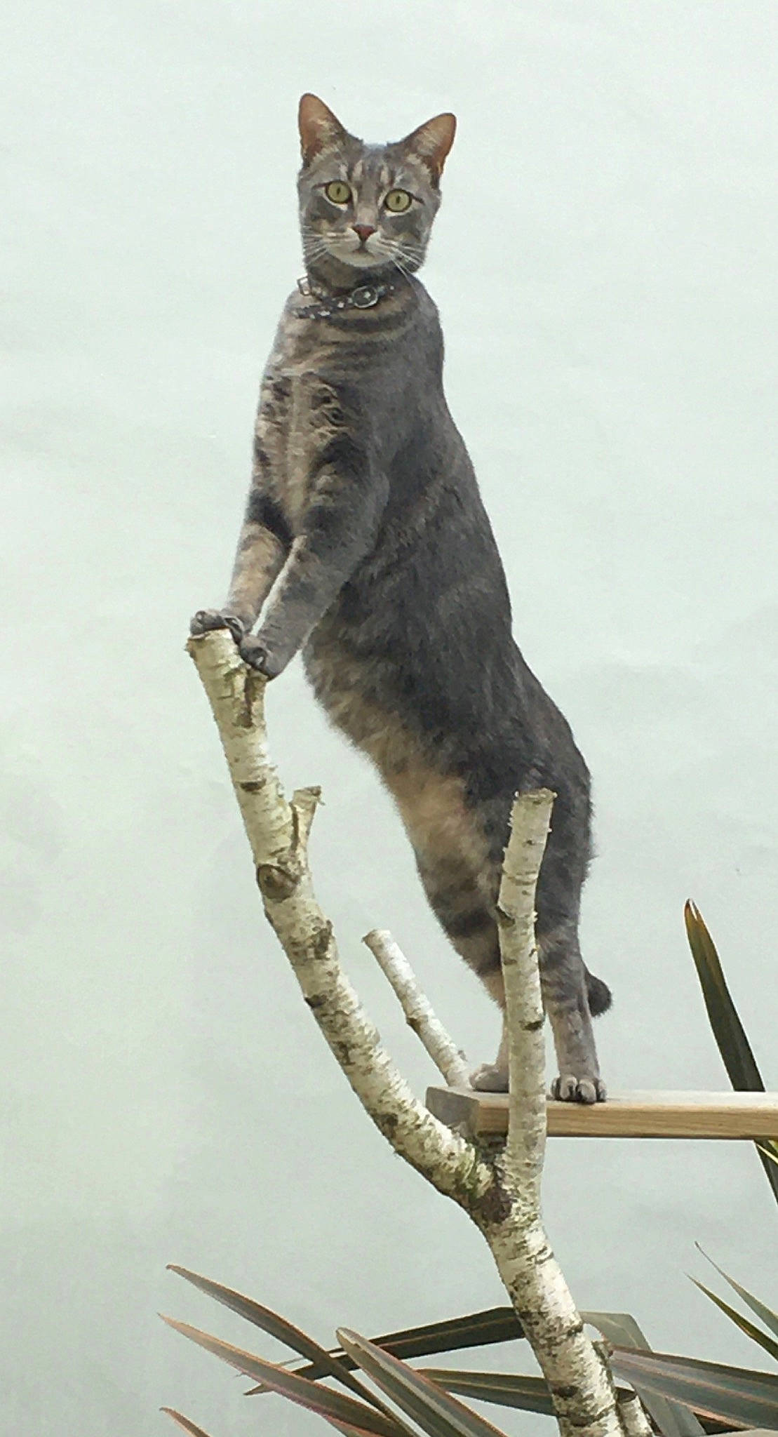 Rubis participe au concours pour gagner de l'argent avec cette photo : art, balance, carnivore, cat, domestic_short_haired_cat, felidae, fur, lynx, paw, small_to_medium_sized_cats, snout, tail, terrestrial_animal, twig, whiskers