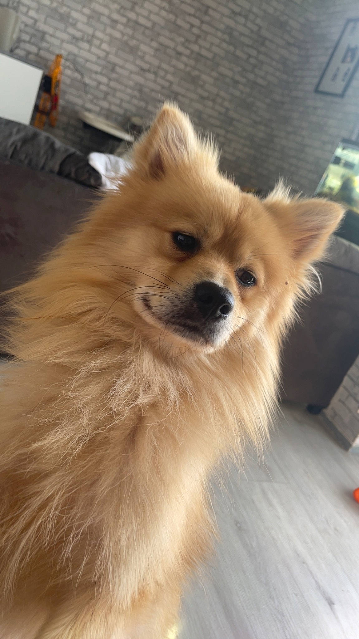 Rocky participe au concours pour gagner de l'argent avec cette photo : canidae, carnivore, companion_dog, dog, dog_breed, fawn, fur, german_spitz, german_spitz_klein, german_spitz_mittel, liver, non_sporting_group, smile, snout, spitz, sporting_group, toy_dog, volpino_italiano, whiskers, working_animal