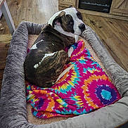 Luna joined the competition — help win amazing prizes! dog, dog_bed, blanket, tie_dye, wooden_floor, small_dog, brindle, white_dog, furniture, home_interior, flooring, pet, resting, cozy, indoor, curious, animal, companion, relaxed, plush