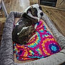 dog, dog_bed, blanket, tie_dye, wooden_floor, small_dog, brindle, white_dog, furniture, home_interior, flooring, pet, resting, cozy, indoor, curious, animal, companion, relaxed, plush