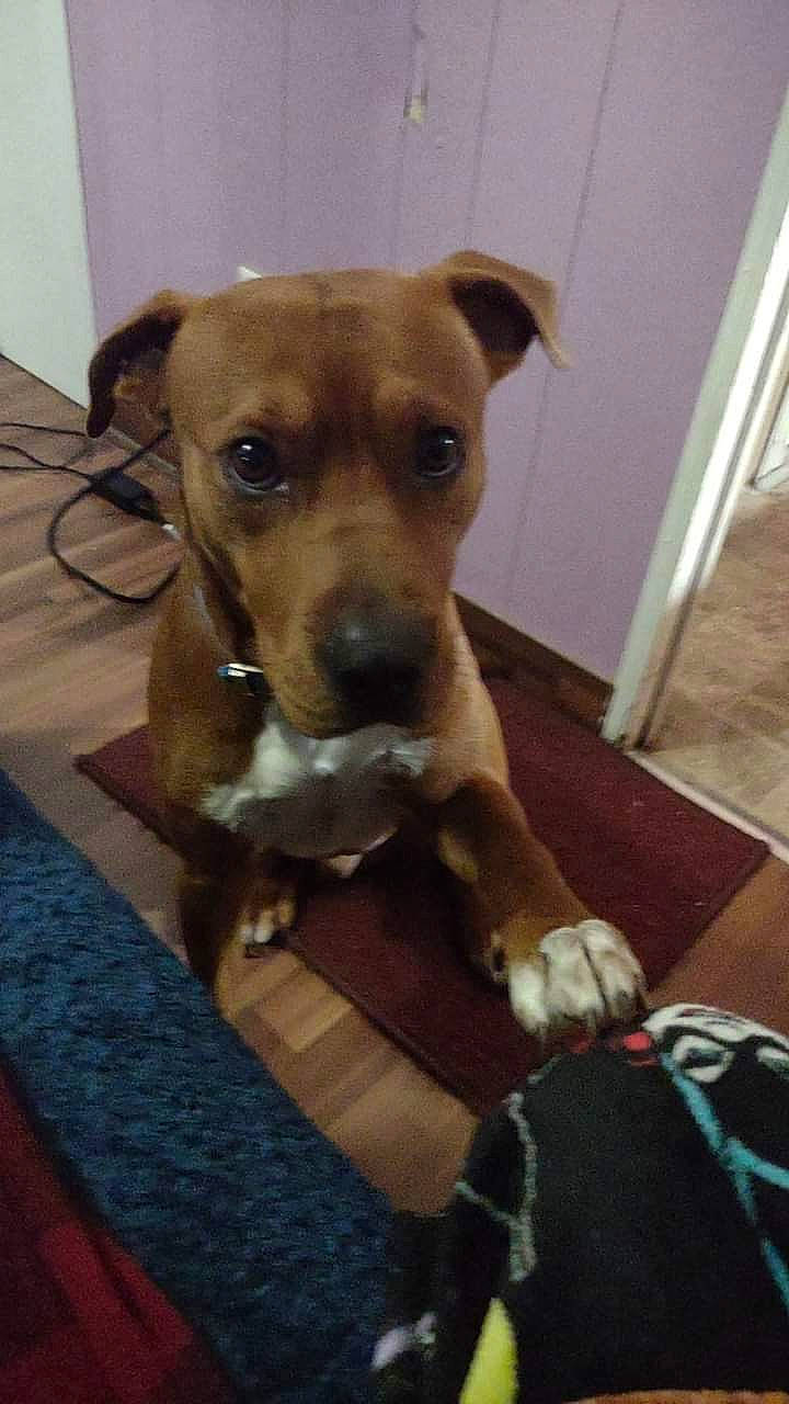 Rusty joined the competition — help win amazing prizes! canidae, carnivore, collar, companion_dog, dog, dog_breed, dog_supply, fawn, flooring, fur, hardwood, non_sporting_group, pet_supply, snout, sporting_group, street_dog, terrestrial_animal, terrier, whiskers, working_animal