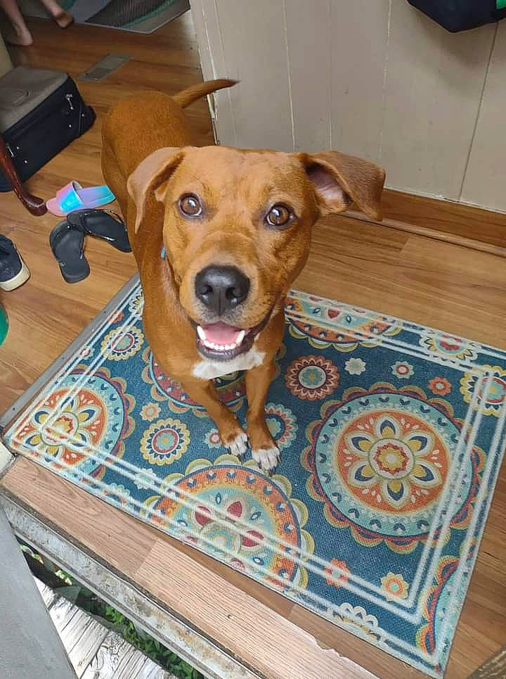 Rusty joined the competition — help win amazing prizes! carnivore, chair, collar, companion_dog, dog, dog_breed, dog_collar, dog_supply, fawn, floor, flooring, hardwood, liver, pattern, pet_supply, shipping_box, varnish, whiskers, wood, working_animal