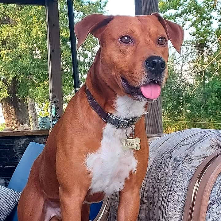 Rusty joined the competition — help win amazing prizes! canidae, carnivore, collar, companion_dog, dog, dog_breed, dog_collar, dog_supply, fawn, fur, leash, liver, pet_supply, plant, snout, sporting_group, tree, whiskers, working_animal, working_dog