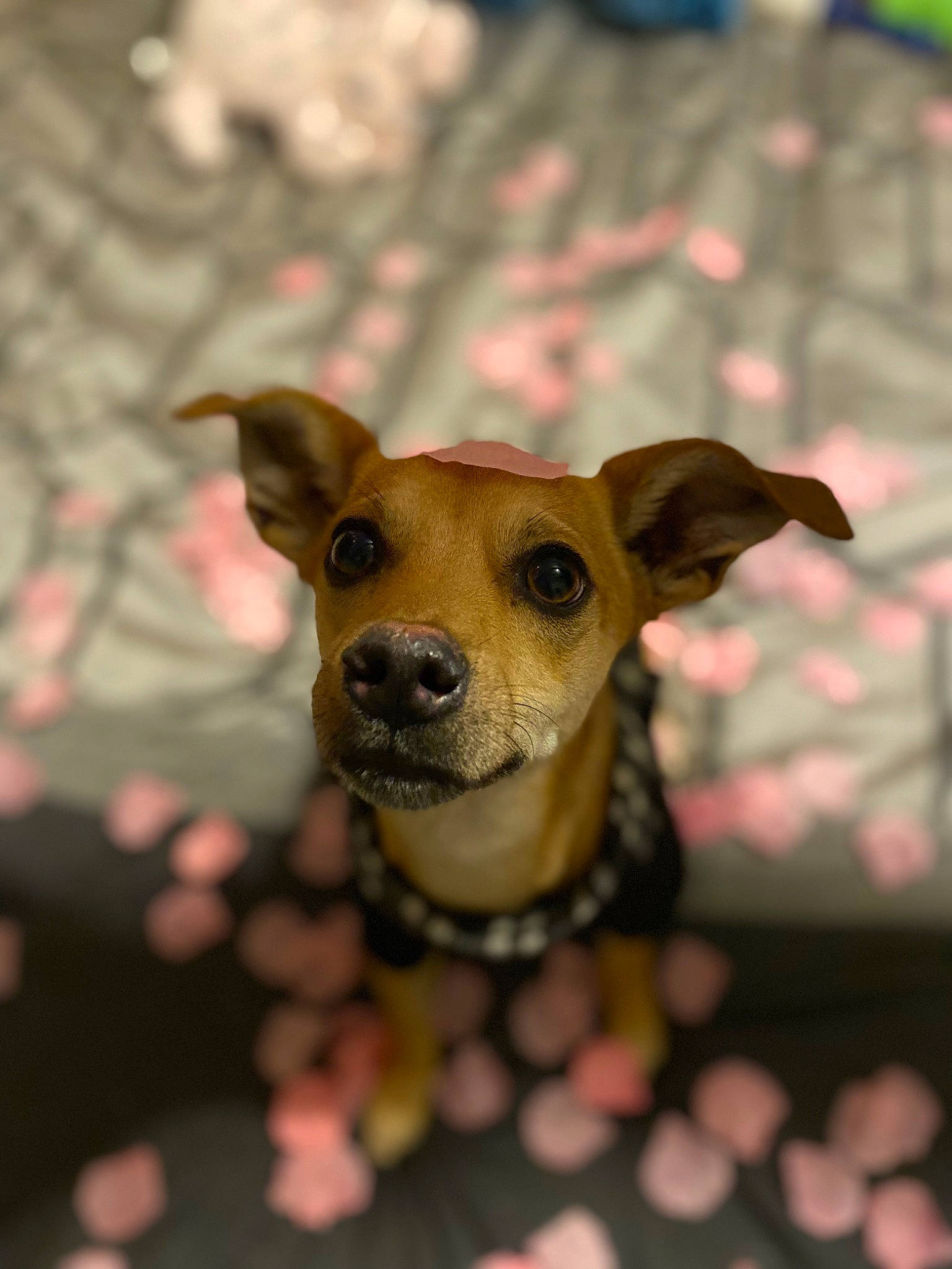 Scrappy joined the competition — help win amazing prizes! canidae, carnivore, chihuahua, companion_dog, corgi_chihuahua, dog, dog_breed, fawn, fur, pet_supply, puppy, snout, sporting_group, terrestrial_animal, toy_dog, twig, whiskers, wildlife, wood, working_animal