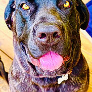 Khloe is registered to the contest to win money with this photo: dog, black_dog, close_up, pet, animal, tongue_out, collar, amber_eyes, wooden_floor, happy, playful, fur, canine, indoor, portrait, looking_up, pet_tag, friendly, sitting, bright