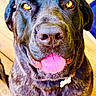 dog, black_dog, close_up, pet, animal, tongue_out, collar, amber_eyes, wooden_floor, happy, playful, fur, canine, indoor, portrait, looking_up, pet_tag, friendly, sitting, bright