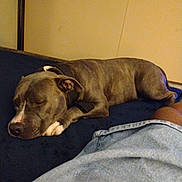 Biggie is registered to the contest to win money with this photo: bed, blue_bedspread, brown_skin, canine, casual, collar, comfort, denim_shorts, dog, fur, home, indoor, nap, paw, peaceful, person, quiet, relaxing, resting, sleeping