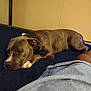 bed, blue_bedspread, brown_skin, canine, casual, collar, comfort, denim_shorts, dog, fur, home, indoor, nap, paw, peaceful, person, quiet, relaxing, resting, sleeping
