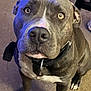 Biggie is registered to the contest to win money with this photo: alert, animal, brown_fur, canine, carpet, close_up, collar, companion, dog, domestic_animal, ears, indoor, looking_up, nose, paw, pet, pitbull, sitting, whiskers, white_markings