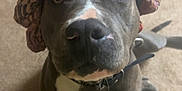 Biggie joined the competition — help win amazing prizes! animal, brown, carpet, closeup, collar, companion, curious, dog, domestic, face, footwear, indoor, looking_up, mammal, paw, pet, shower_cap, sitting, sneaker, white