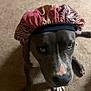 Biggie is registered to the contest to win money with this photo: animal, brown_dog, canine, carpet, close_up, cute, dog, domestic_animal, expression, funny, fur, headwear, indoor, looking_up, nose, pet, portrait, shower_cap, sitting, white_paws