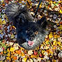 animal, autumn_leaves, black_dog, canine, closeup, daylight, dog, fall, fluffy, fur, grass, happy, leaf_litter, leash, looking_up, nature, outdoor, pet, seasonal, tongue_out