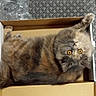 Sky participe au concours pour gagner de l'argent avec cette photo : angora, animal, box, cardboard, carton, cat, indoors, kitten, manx, package, packagedelivery, person, pet, sleeping