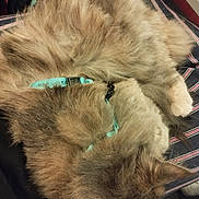 Sky a rejoint le concours — aidez-le/la à gagner de superbes lots ! accessories, animal, boy, canine, cat, child, collar, couch, dog, furniture, kitten, machine, male, manx, person, pet, puppy, sleeping, spoke, strap