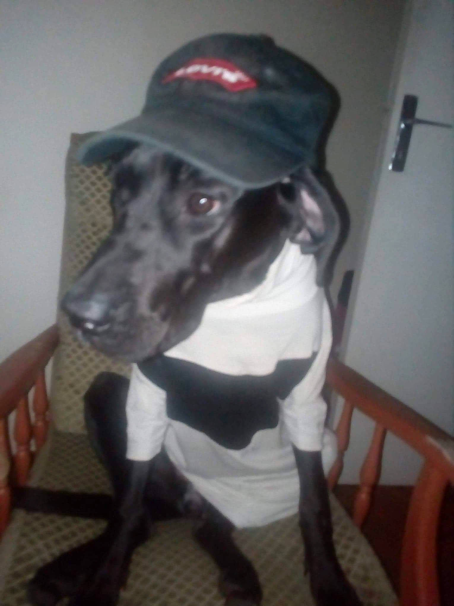 Nâ-la participe au concours pour gagner de l'argent avec cette photo : borador, canidae, carnivore, collar, companion_dog, dog, dog_breed, dog_collar, dog_supply, hound, pet_supply, pointing_breed, snout, sporting_group, tail, vertebrate, working_animal, working_dog