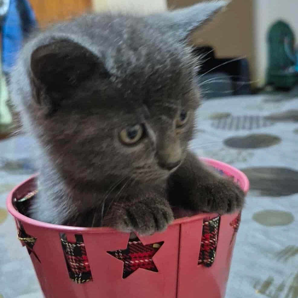 Athemis a rejoint le concours — aidez-le/la à gagner de superbes lots ! adorable, animal, bucket, cat, curious, cute, decor, domestic, feline, fur, gray_cat, indoor, kitten, paws, pet, pink_bucket, small, table, whiskers, young