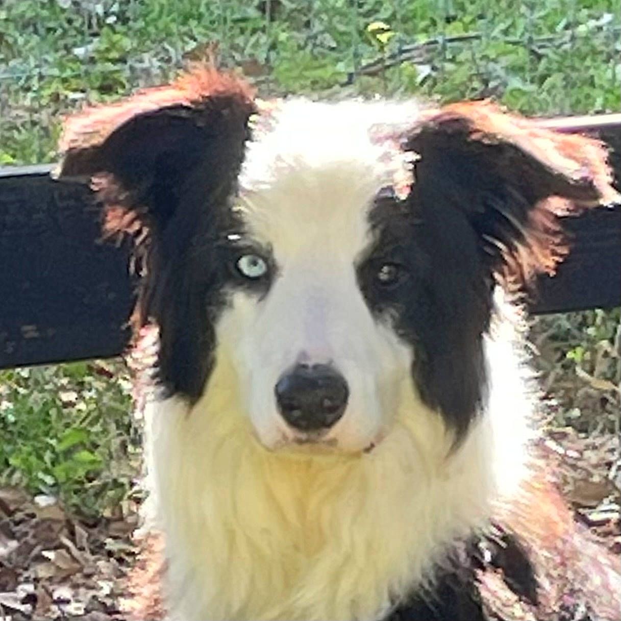 Ajaxx is registered to the contest to win money with this photo: ancient_dog_breeds, australian_collie, border_collie, canidae, carnivore, companion_dog, dog, dog_breed, fur, grass, herding_dog, plant, snout, sporting_group, terrestrial_animal, tree, whiskers, working_animal, working_dog