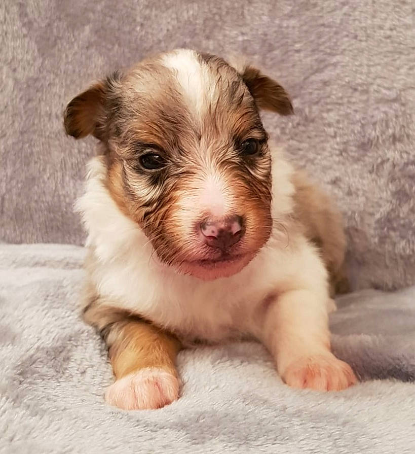 Pila participe au concours pour gagner de l'argent avec cette photo : australian_shepherd, border_collie, canidae, carnivore, companion_dog, dog, dog_breed, fawn, havanese, mammal, miniature_australian_shepherd, puppy, rare_breed_dog, vertebrate, working_dog