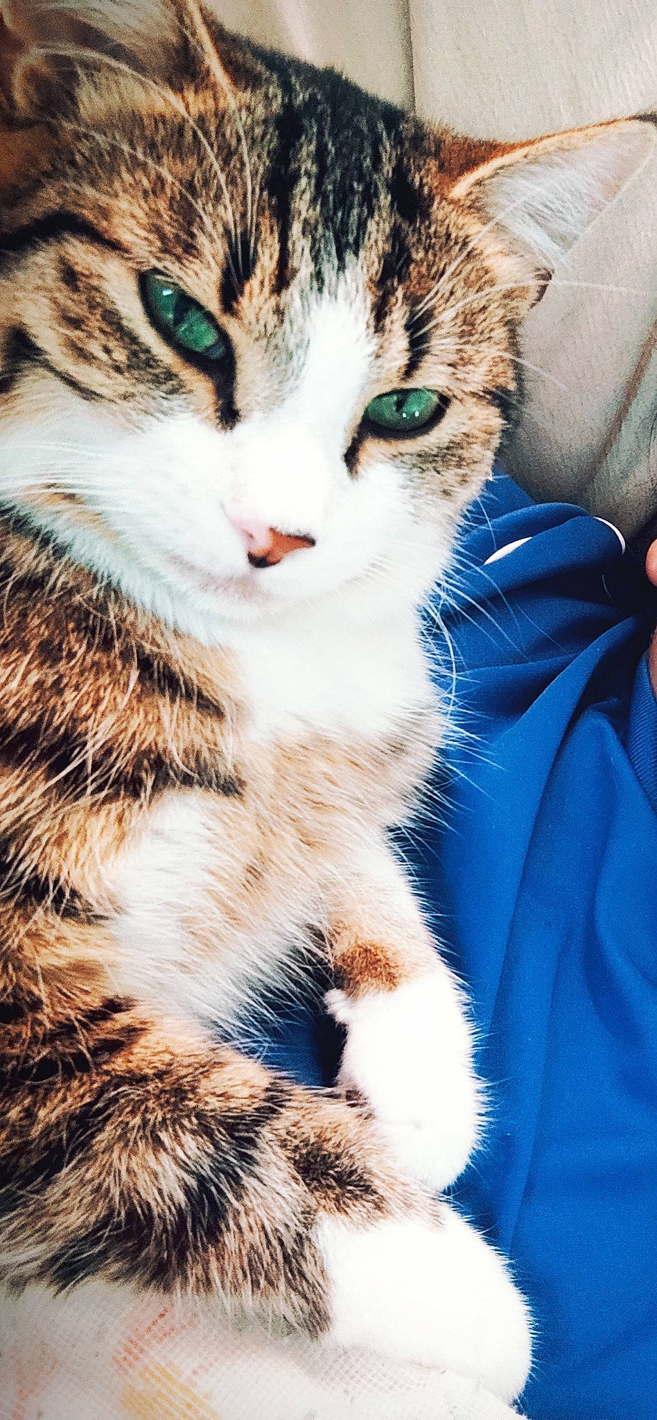 Chorizo participe au concours pour gagner de l'argent avec cette photo : carnivore, cat, claw, close_up, domestic_short_haired_cat, electric_blue, felidae, fur, grass, light, mammal, paw, photography, sleep, small_to_medium_sized_cats, tail, terrestrial_animal, tree, whiskers, wildlife