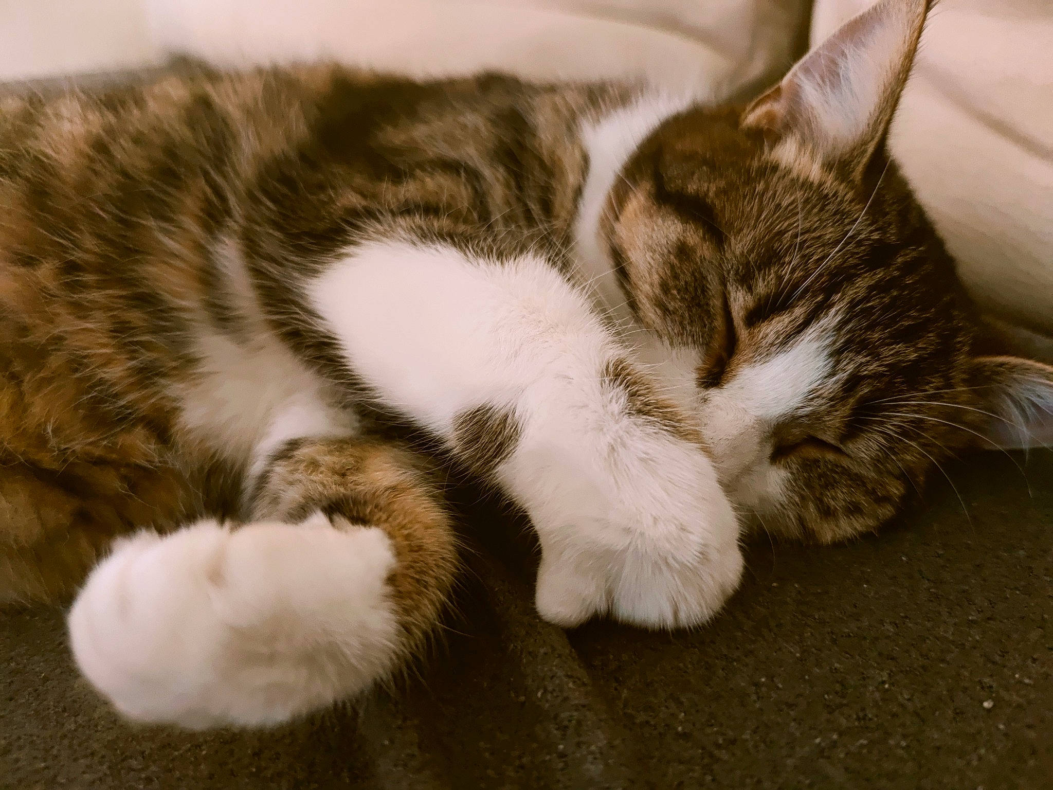 Chorizo a rejoint le concours — aidez-le/la à gagner de superbes lots ! carnivore, cat, claw, comfort, domestic_short_haired_cat, felidae, fur, grass, nap, paw, sleep, small_to_medium_sized_cats, tail, terrestrial_animal, whiskers