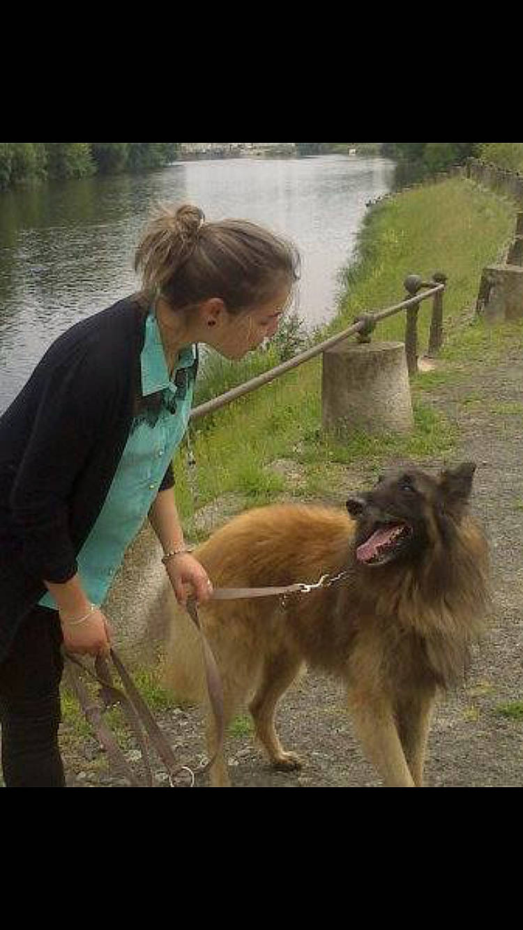 Bounty participe au concours pour gagner de l'argent avec cette photo : canidae, carnivore, dog, dog_breed, fun, mammal, tervuren, vertebrate, working_dog