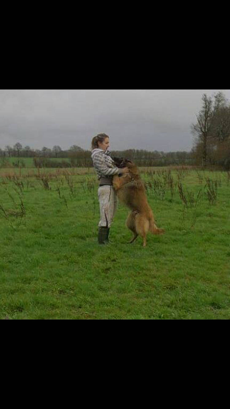 Bounty participe au concours pour gagner de l'argent avec cette photo : belgian_shepherd_malinois, canidae, carnivore, dog, dog_breed, golden_retriever, grass, grassland, leonberger, mammal, meadow, nova_scotia_duck_tolling_retriever, obedience_training, pasture, sporting_group, vertebrate