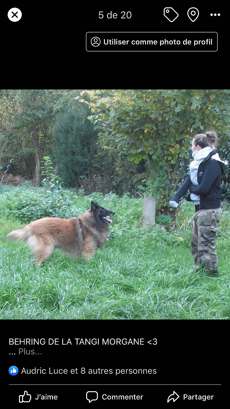 Bounty participe au concours pour gagner de l'argent avec cette photo : belgian_shepherd, belgian_shepherd_malinois, canidae, carnivore, dog, dog_breed, eurasier, german_shepherd_dog, herding_dog, laekenois, mammal, obedience_training, old_german_shepherd_dog, photo_caption, police_dog, tervuren, vertebrate, wildlife, working_dog