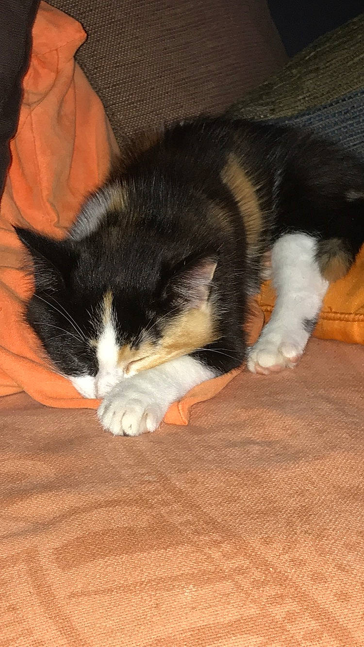 Pixie a rejoint le concours — aidez-le/la à gagner de superbes lots ! carnivore, cat, cymric, dog_breed, domestic_short_haired_cat, fawn, felidae, fur, kitten, mammal, norwegian_forest_cat, paw, polydactyl_cat, small_to_medium_sized_cats, tail, whiskers