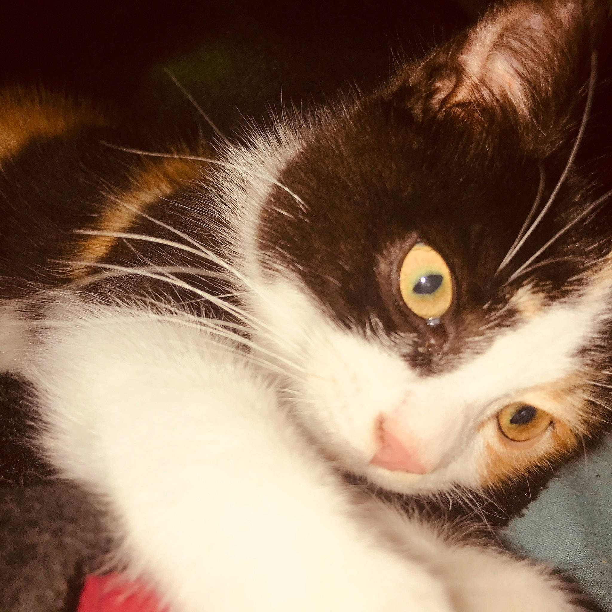 Pixie a rejoint le concours — aidez-le/la à gagner de superbes lots ! american_wirehair, carnivore, cat, close_up, domestic_short_haired_cat, ear, european_shorthair, eye, felidae, fur, iris, kitten, mammal, nose, polydactyl_cat, small_to_medium_sized_cats, snout, tail, whiskers