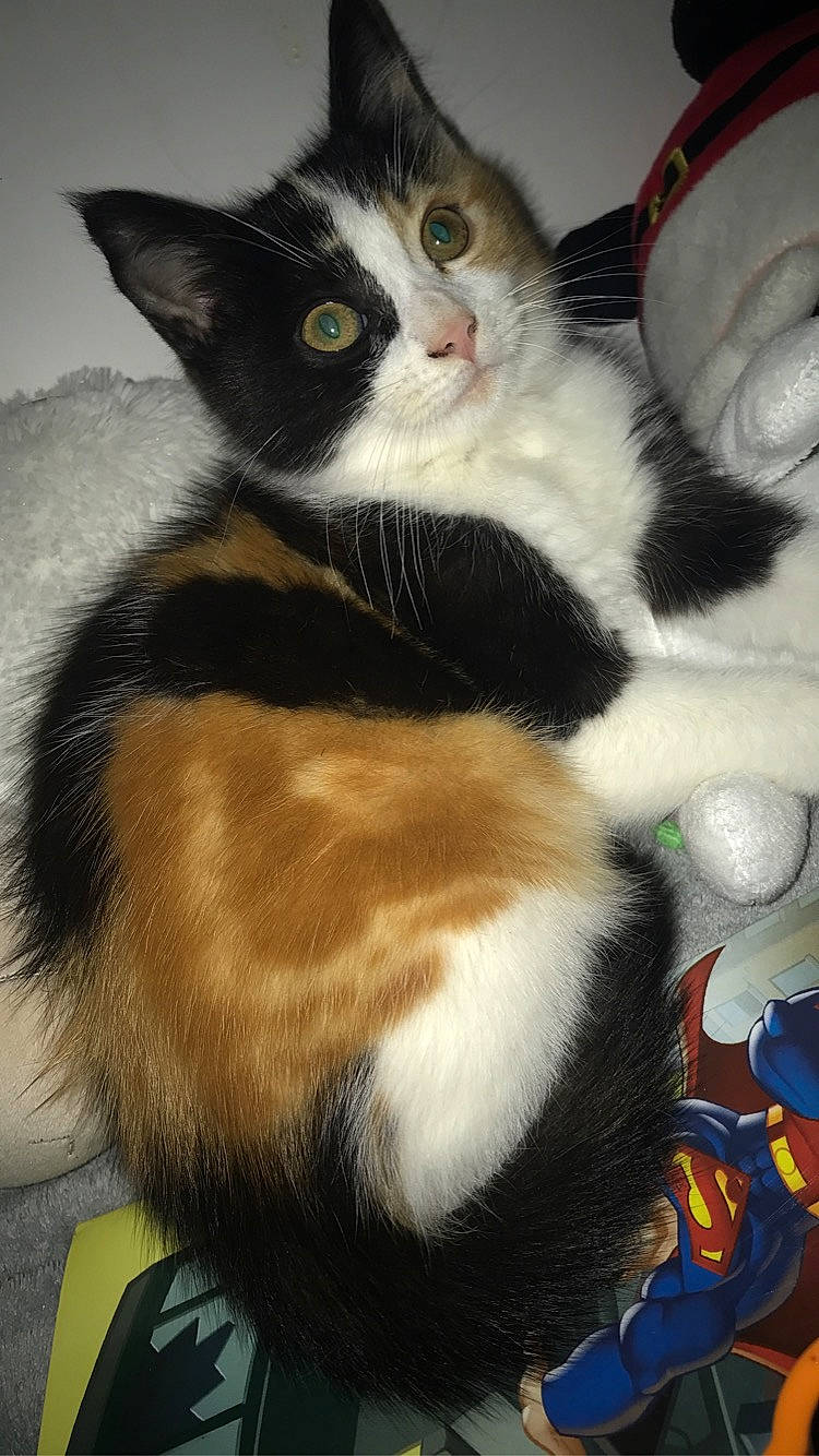 Pixie participe au concours pour gagner de l'argent avec cette photo : aegean_cat, american_wirehair, asian, carnivore, cat, domestic_short_haired_cat, european_shorthair, felidae, fur, japanese_bobtail, kitten, mammal, paw, polydactyl_cat, small_to_medium_sized_cats, tail, whiskers