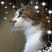 Glen joined the competition — help win amazing prizes! animal, cat, chest, closeup, ears, fur, glamour, green_eyes, hair, indoors, muzzle, pet, portrait, profile, side_view, sparkles, starbursts, tabby_cat, whiskers, white_cat