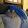 cat, tabby_cat, plush_toy, octopus_toy, couch, cushion, gray_cushion, indoor, pet, furniture, home_decor, wall_art, patterned_fabric, relaxing, cozy, animal, fur, ears, eyes, living_room
