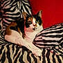 Chloe is registered to the contest to win money with this photo: abyssinian, angora, animal, bed, blanket, cat, couch, cushion, egyptiancat, furniture, homedecor, indoors, interiordesign, kitten, manx, person, pet, quilt, sleeping, snout