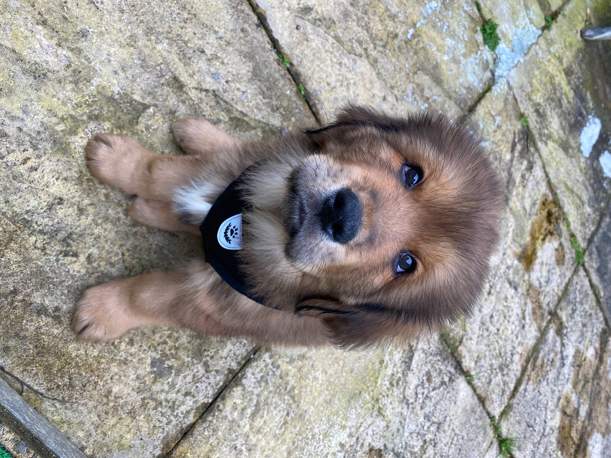 Apollo is registered to the contest to win money with this photo: canidae, carnivore, companion_dog, dog, dog_breed, fawn, fur, liver, paw, puppy, sporting_group, street_dog, terrestrial_animal, whiskers