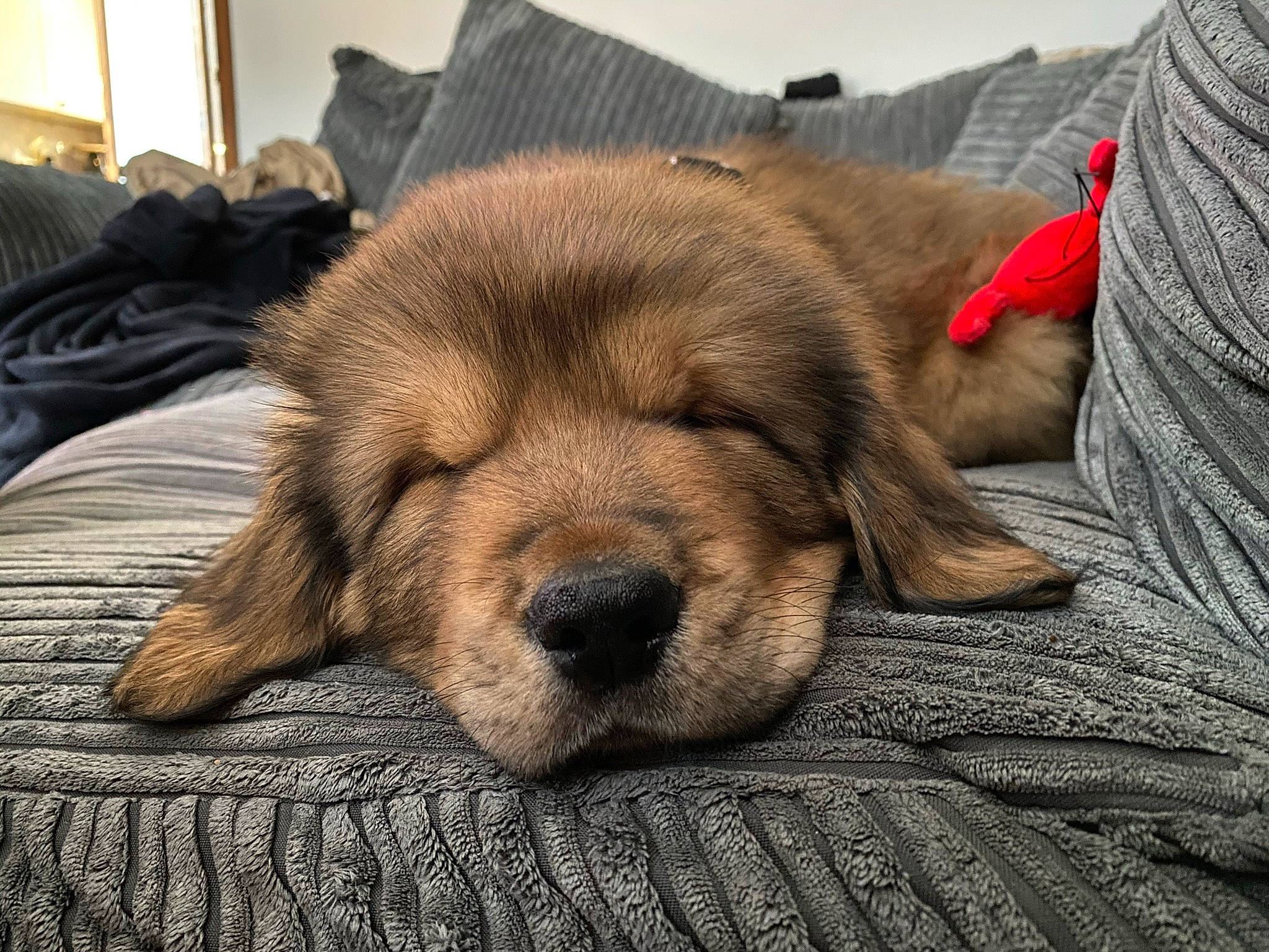 Apollo joined the competition — help win amazing prizes! carnivore, comfort, companion_dog, dog, dog_breed, flooring, fur, linens, liver, non_sporting_group, paw, snout, terrestrial_animal, whiskers, wood, working_animal, wrinkle