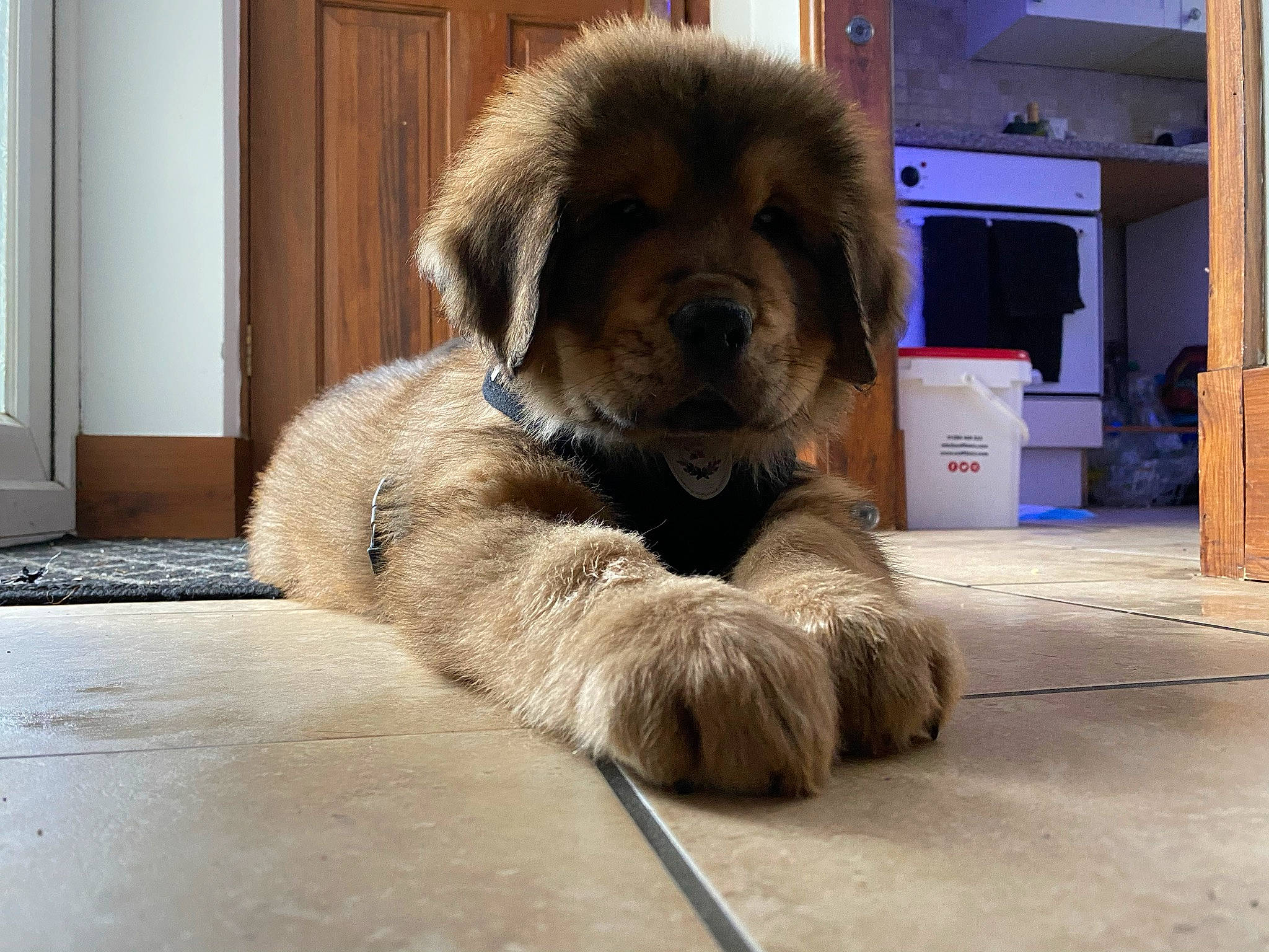 Apollo joined the competition — help win amazing prizes! ancient_dog_breeds, canidae, carnivore, companion_dog, dog, dog_breed, door, fawn, flooring, fur, gas, leonberger, liver, non_sporting_group, snout, sporting_group, tail, toy_dog, working_animal, working_dog