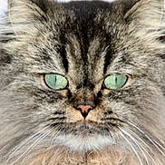 Frimousse participe au concours pour gagner de l'argent avec cette photo : cat, fluffy, green_eyes, close_up, portrait, feline, whiskers, fur, animal, pet, cute, domestic_cat, muzzle, face, long_hair, soft, adorable, alert, expression, indoors