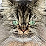 cat, fluffy, green_eyes, close_up, portrait, feline, whiskers, fur, animal, pet, cute, domestic_cat, muzzle, face, long_hair, soft, adorable, alert, expression, indoors